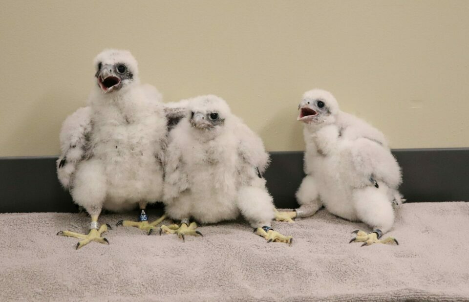 Falcon chicks at Oak Creek Power Plant