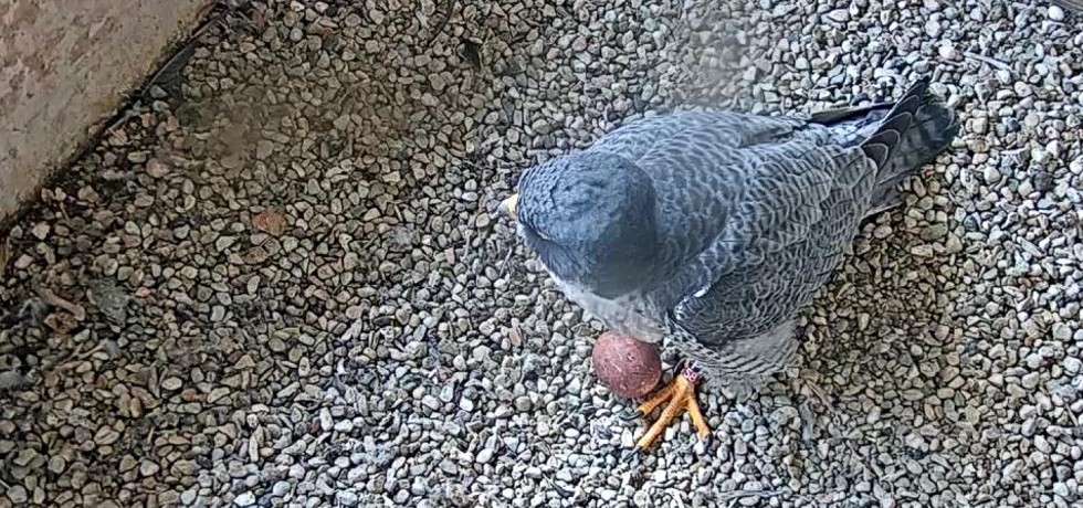 first-peregrine-falcon-eggs-of-the-season-laid-at-we-energies-nest-box