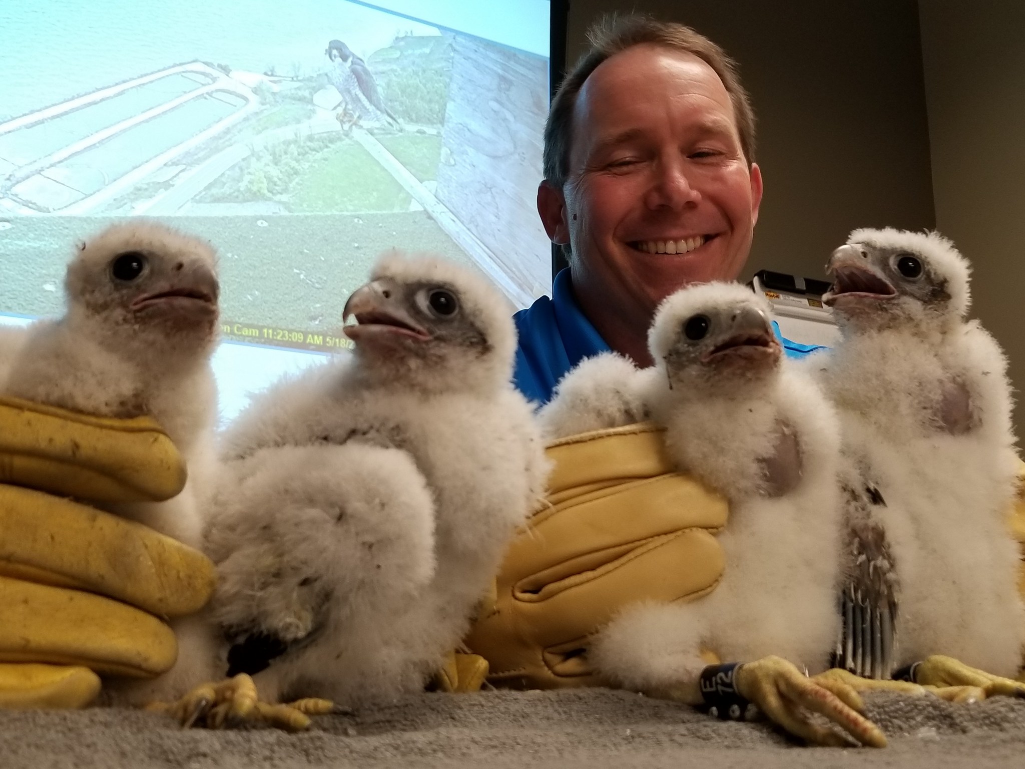 peregrine falcon babies