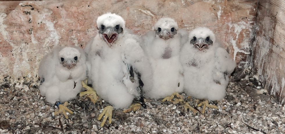 Peregrine Falcon Chicks Officially Named And Banded After Milestone Year We Energies News