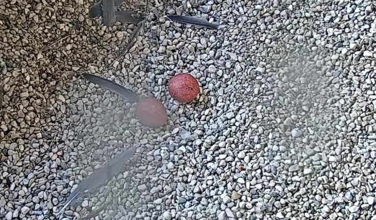 first-peregrine-falcon-eggs-of-the-season-laid-at-we-energies-nest-box