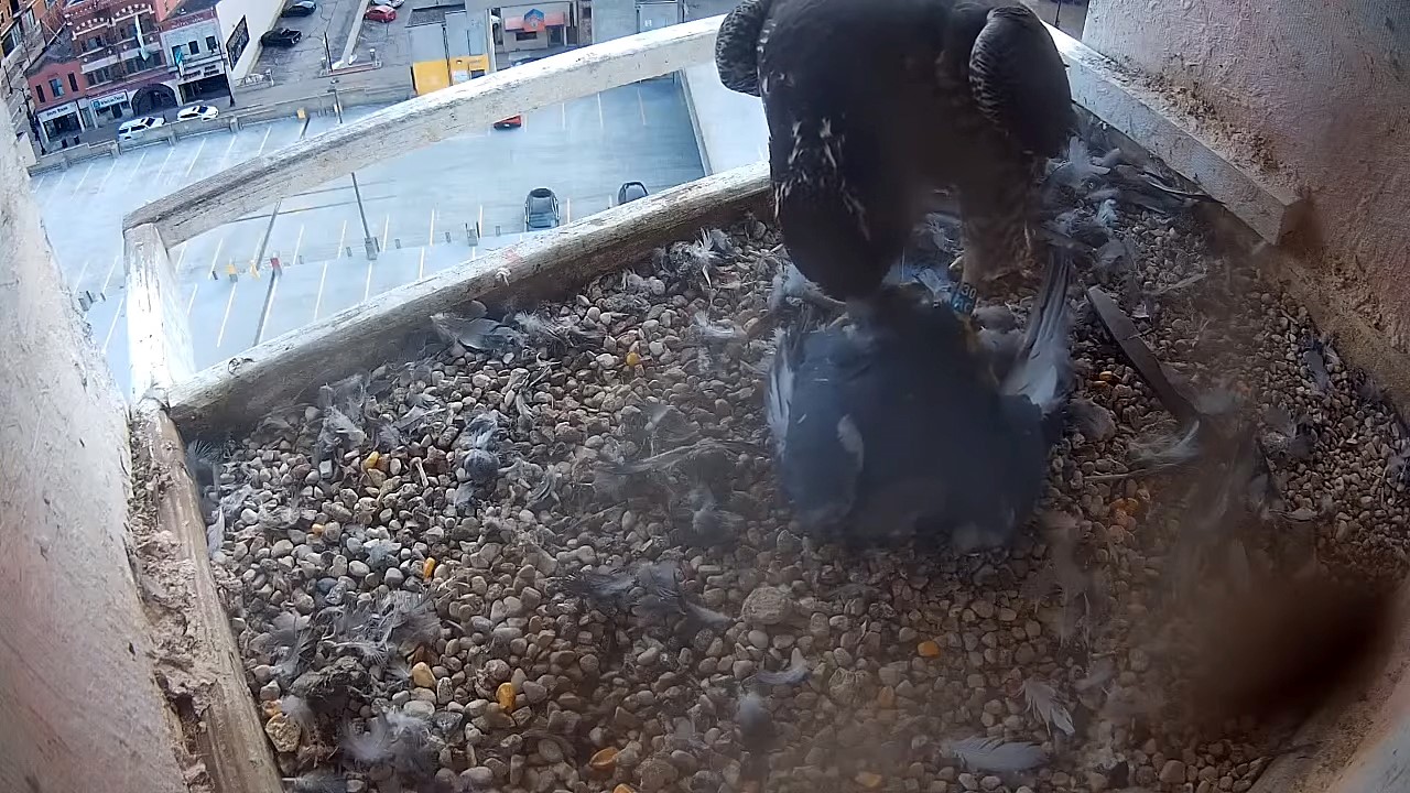 ‘Birdie Blair’ spotted in the wild for the first time - We Energies News