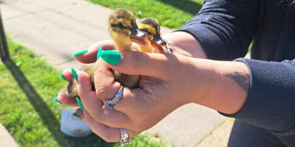 Two yellow ducklings are held in the palm of two hands near a residential sidewalk.