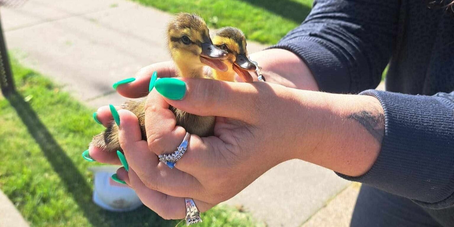 Two yellow ducklings are held in the palm of two hands near a residential sidewalk.