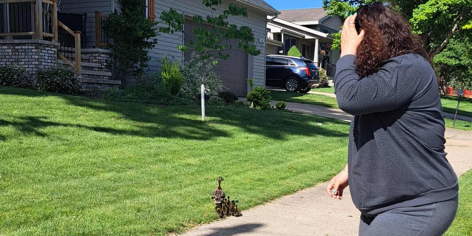 A woman watches as an adult duck and 10 ducklings walk up a grass lawn next to a sidewalk.